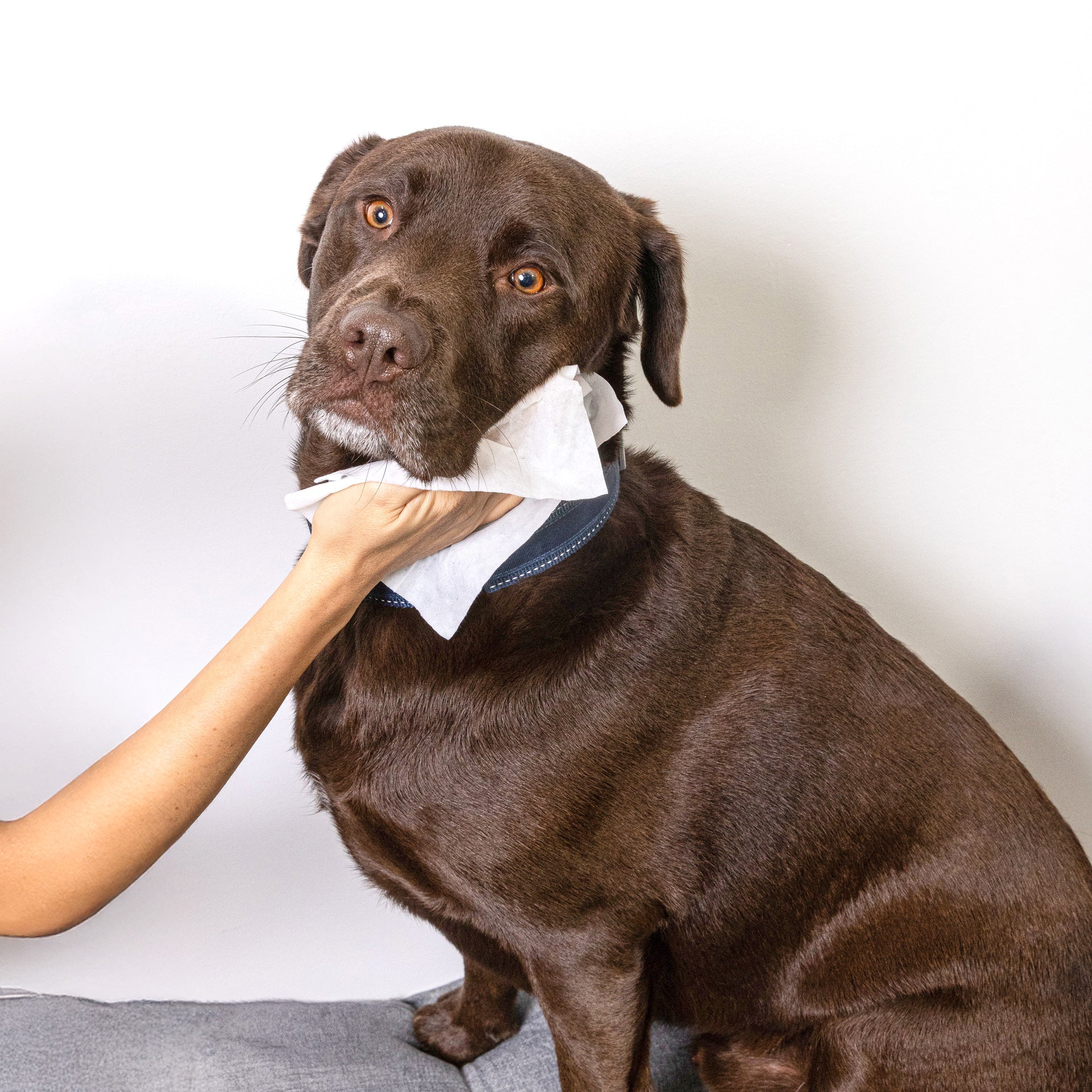 Dog Boots – Goo-eez