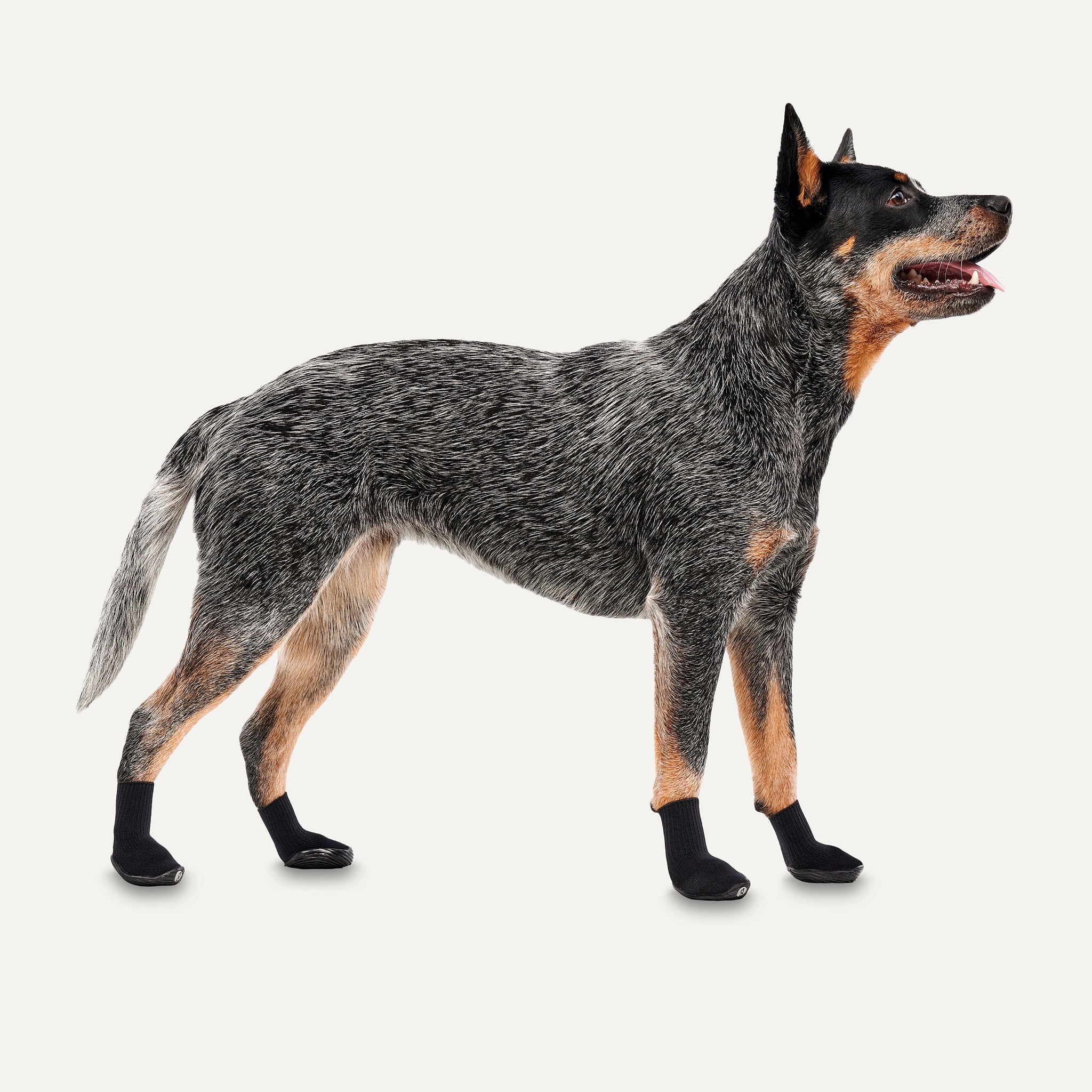 thumbnail image 2 of Ultra Comfort Dog Boots - All Season Protection For Rough Terrain (2-Pack) 2 of 14